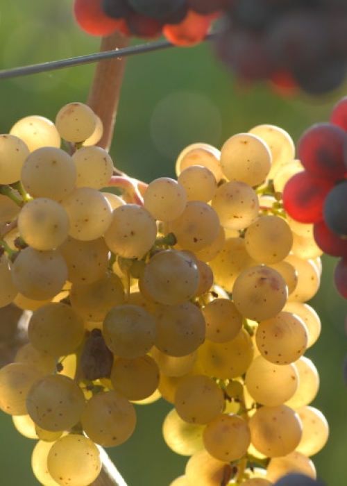 Farbmutation roter zu weissem Riesling ANT 1473